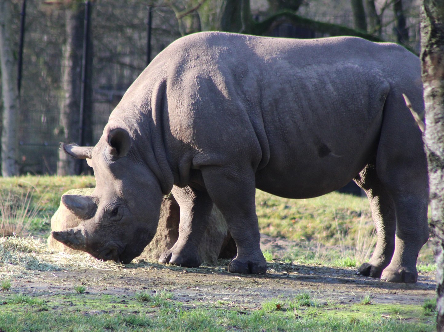 Black rhino - female