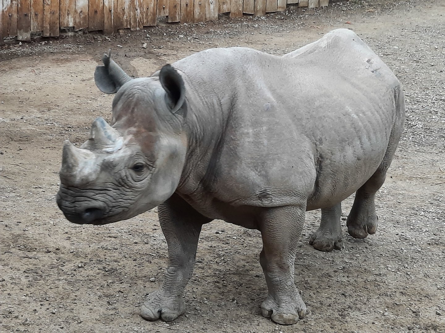 Black Rhino Full Body