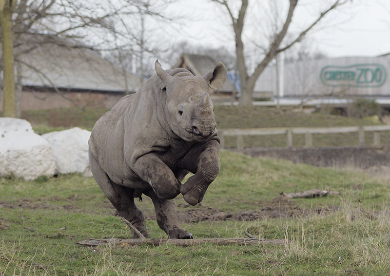 Black rhino full tilt