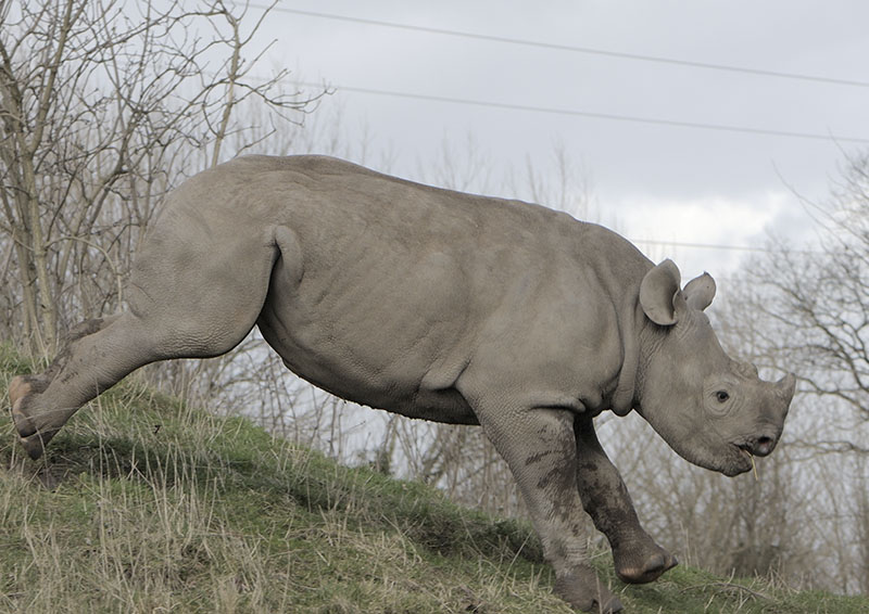 Black rhino horseplay