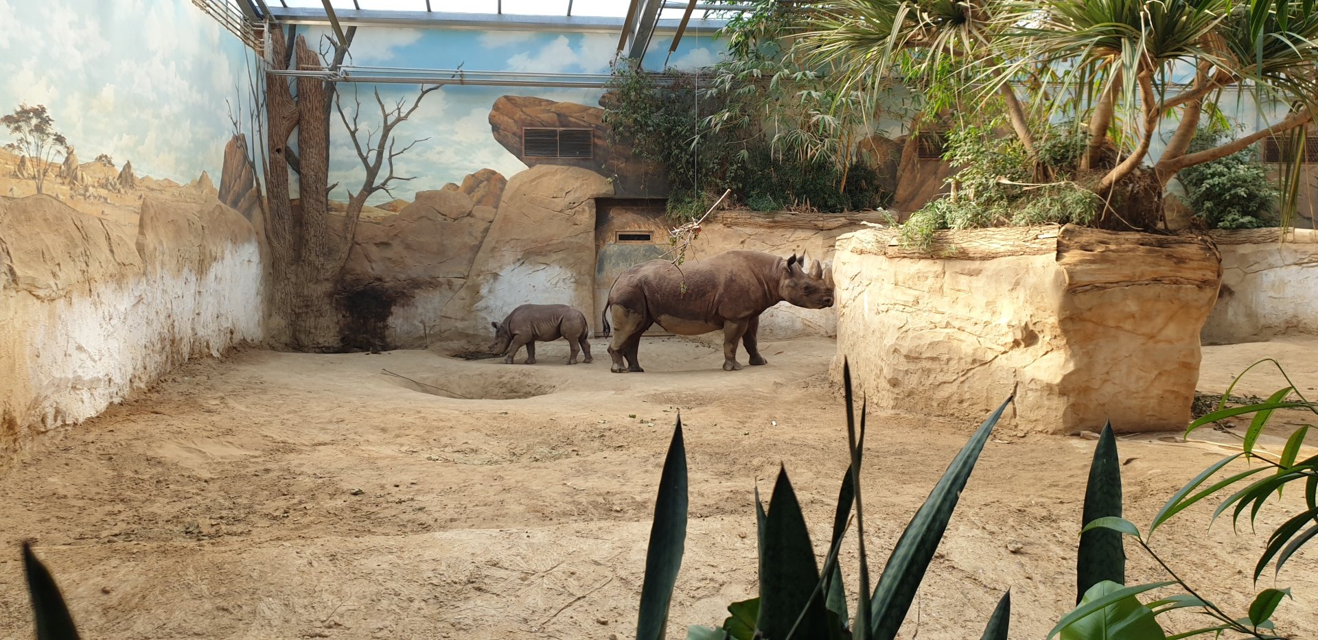 Black Rhino House