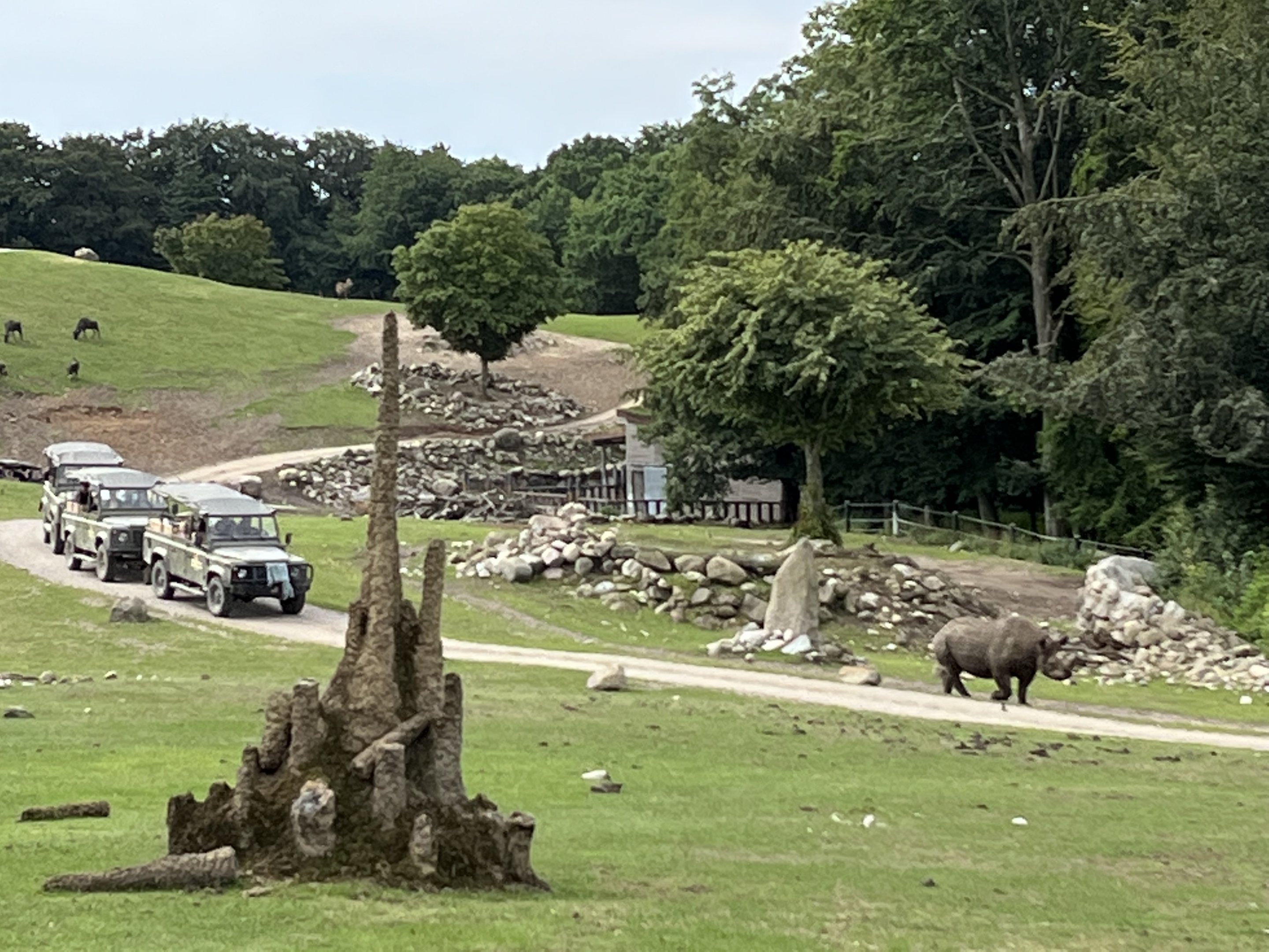 Black Rhino in African Savanna Exhibit