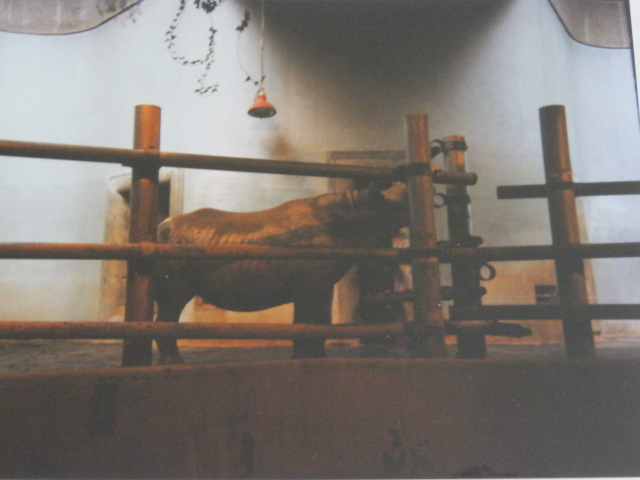 Black Rhino in Pavilion 1990