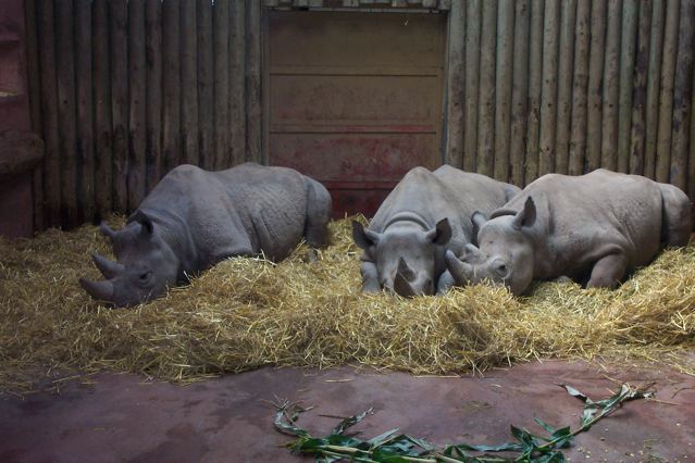 Black rhino in Tsavo