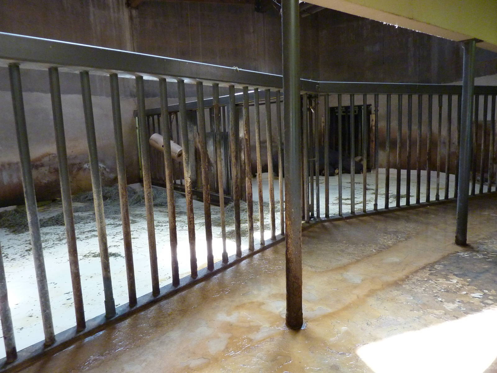 Black Rhino - Indoor Area