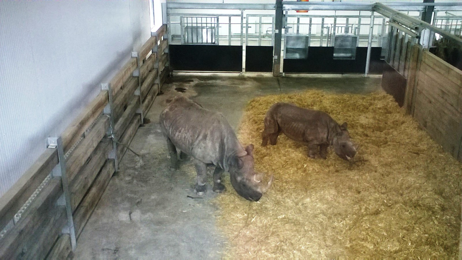Black Rhino Indoor Enclosure 02-Apr-16