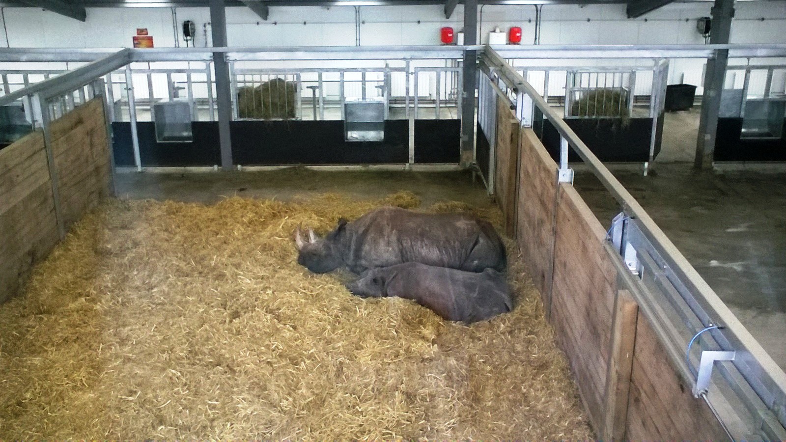 Black Rhino Indoor Enclosure 02-Apr-16