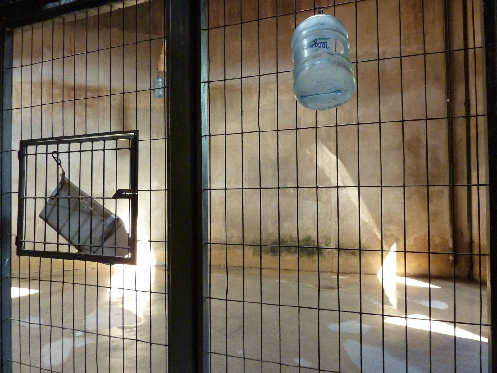 Black Rhino - Indoor Enclosure