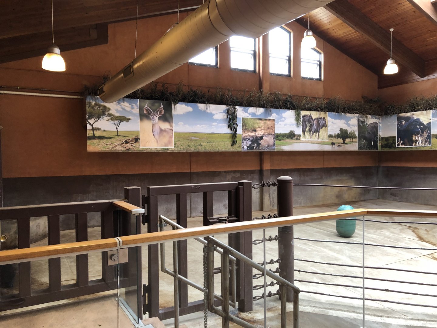 Black Rhino indoor exhibit