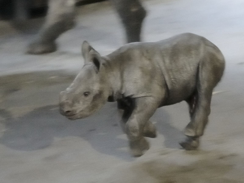 Black rhino infant (2)