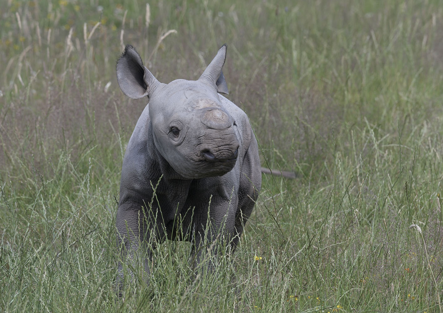 Black rhino infant