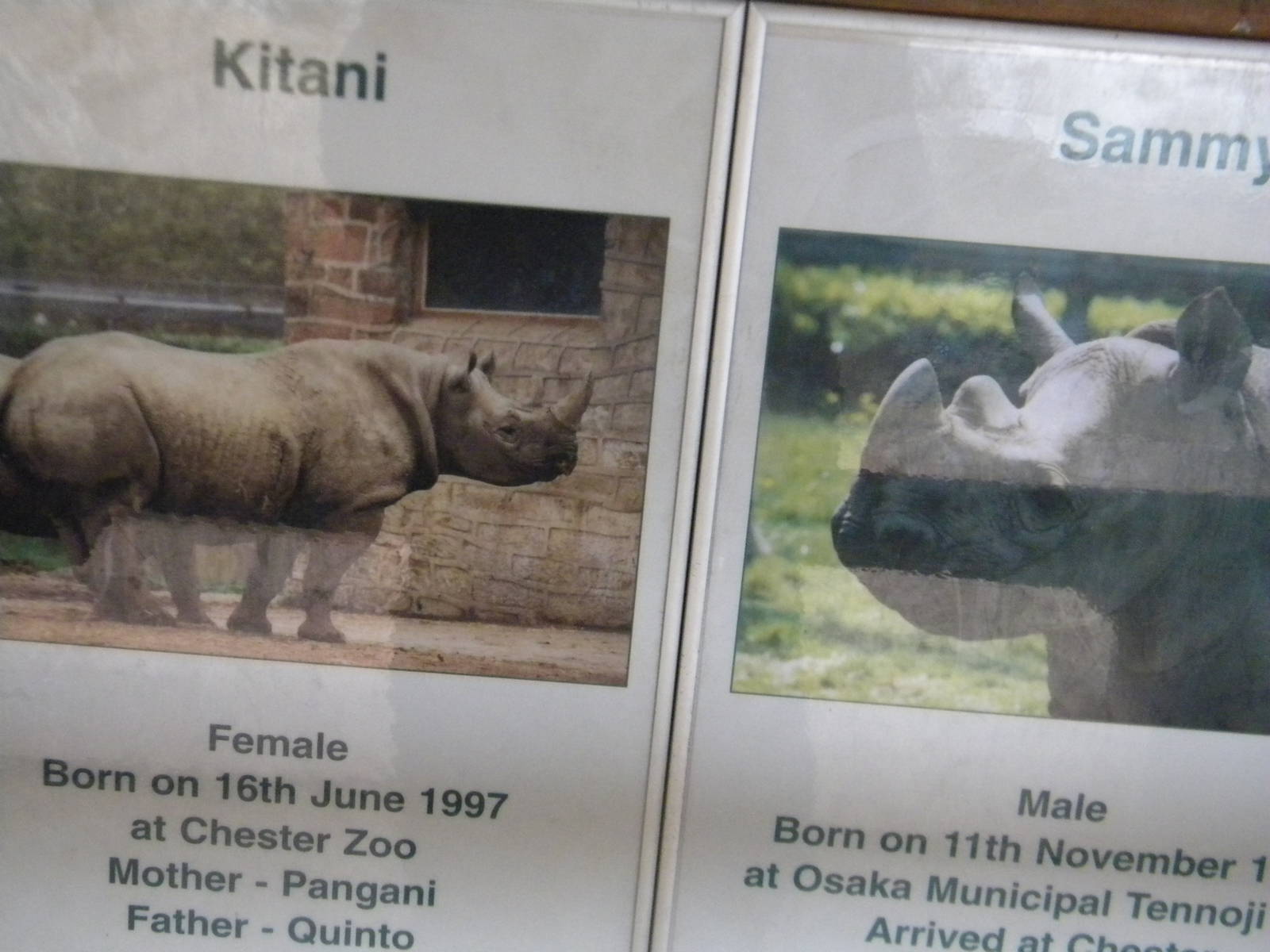 Black Rhino information at Chester Zoo 19th february 2011