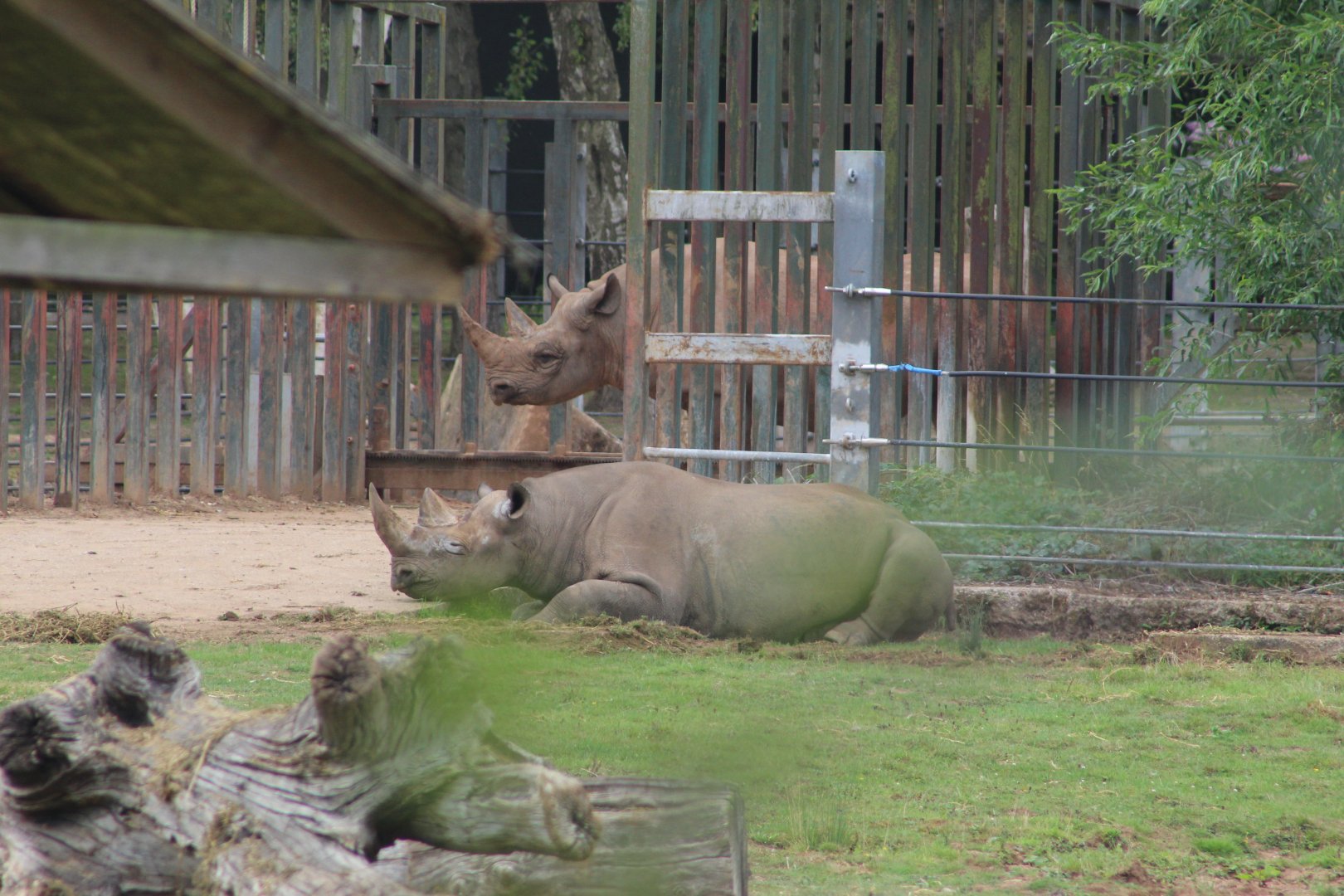 Black Rhino Introduction