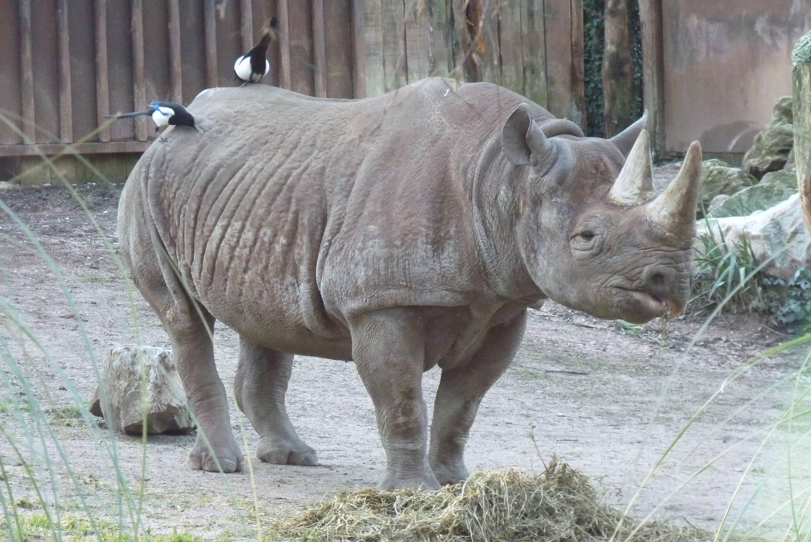 Black Rhino, January 2016
