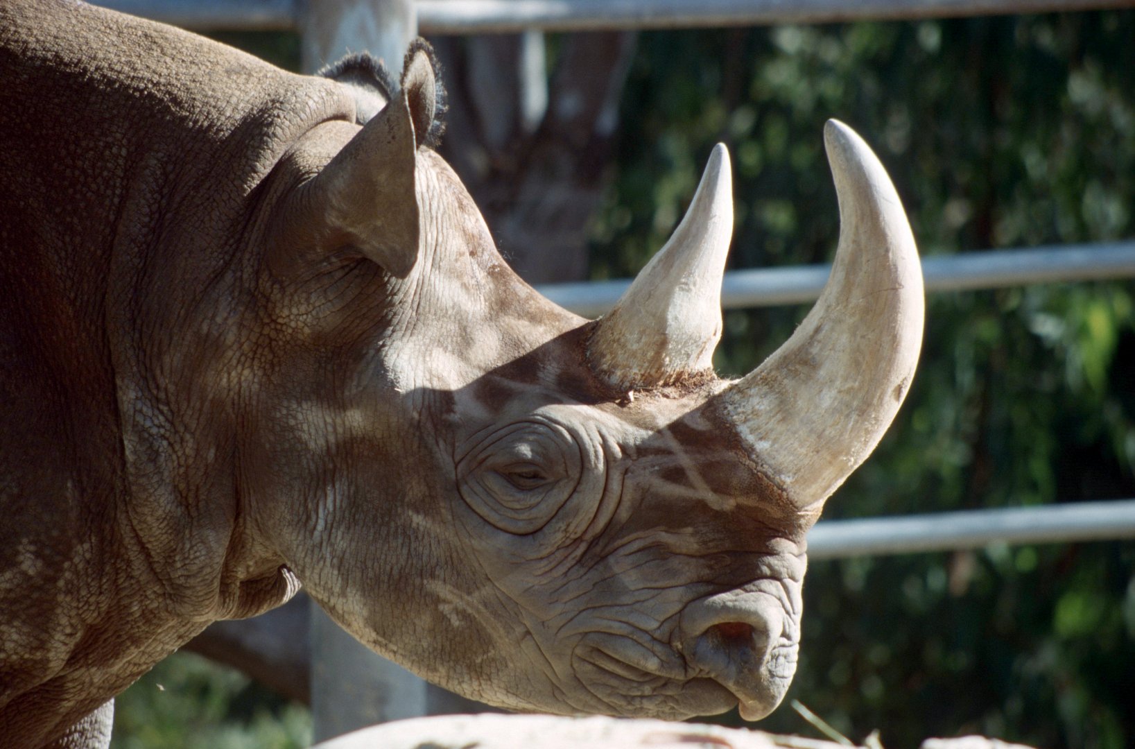 Black Rhino (July 1994)