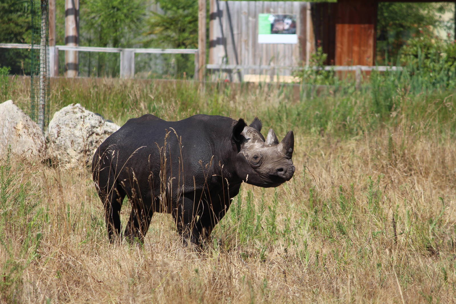 Black rhino, July 2016