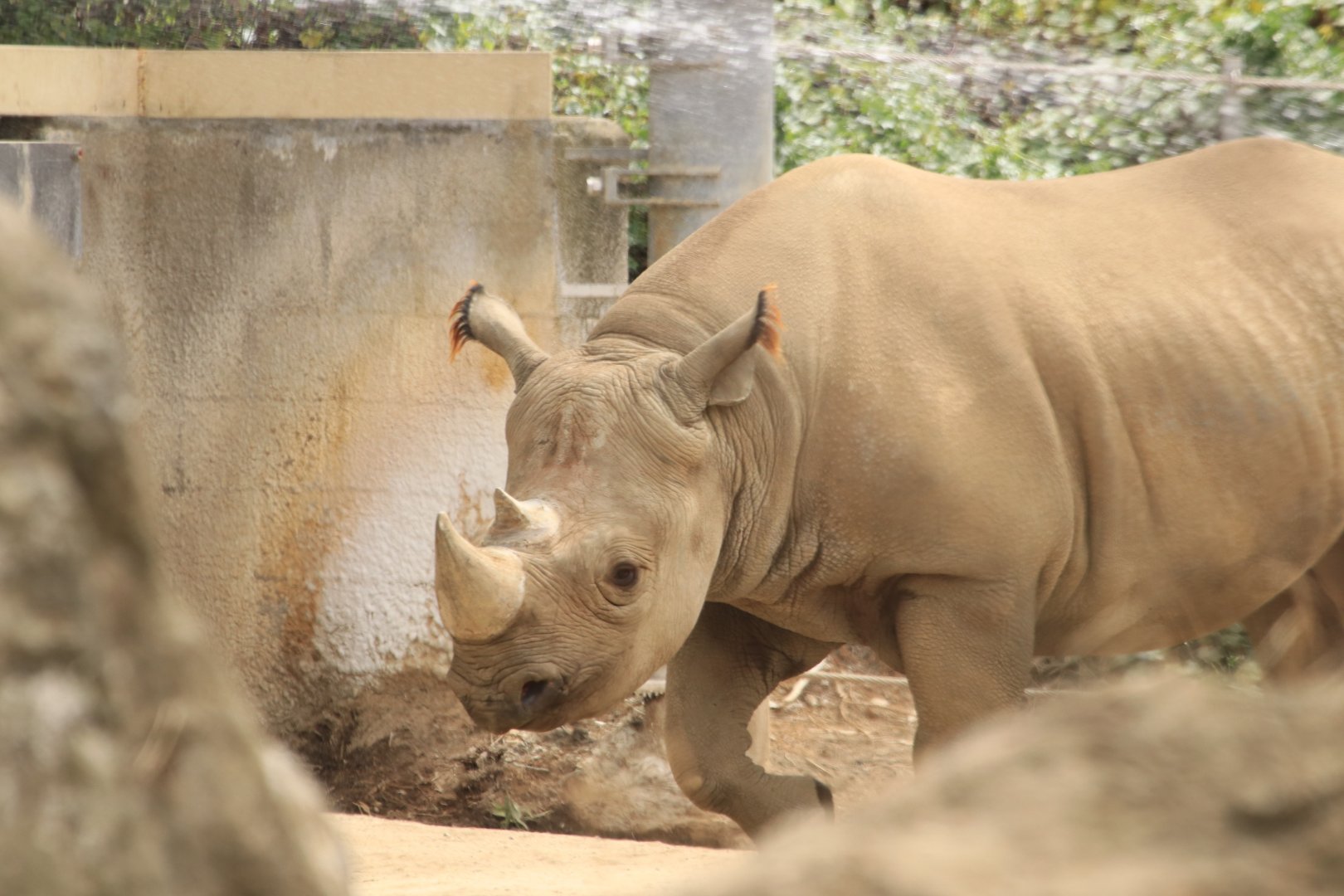 Black rhino (June 2019)