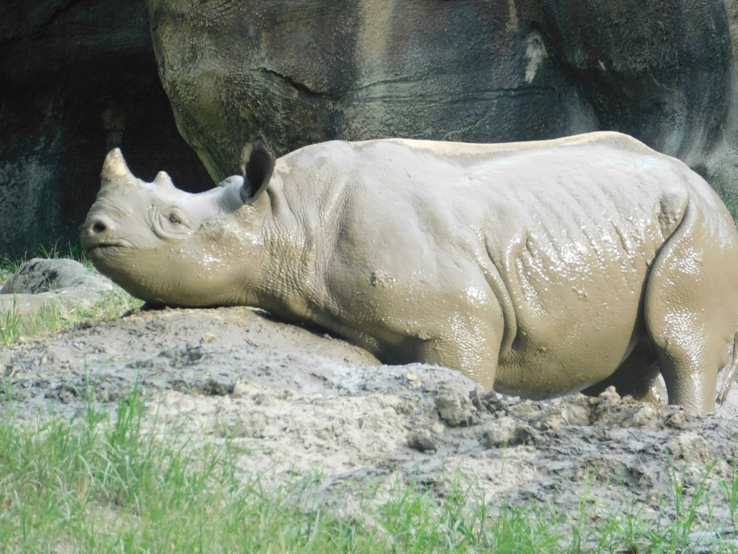 Black Rhino Kendi in the Mud