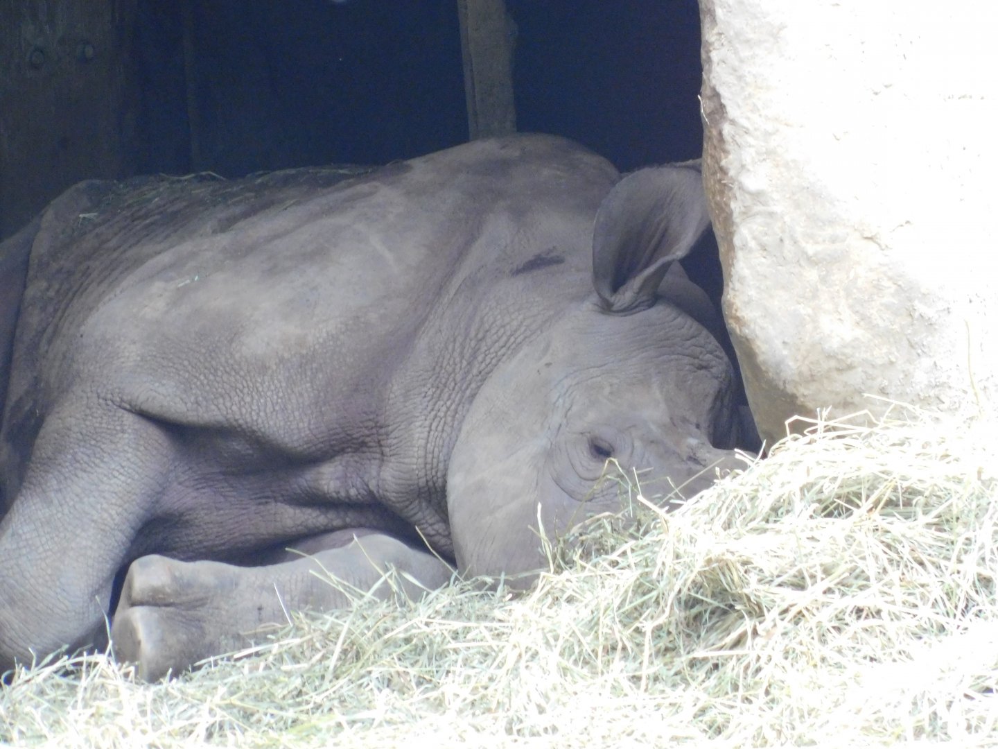 Black Rhino Kendi Resting