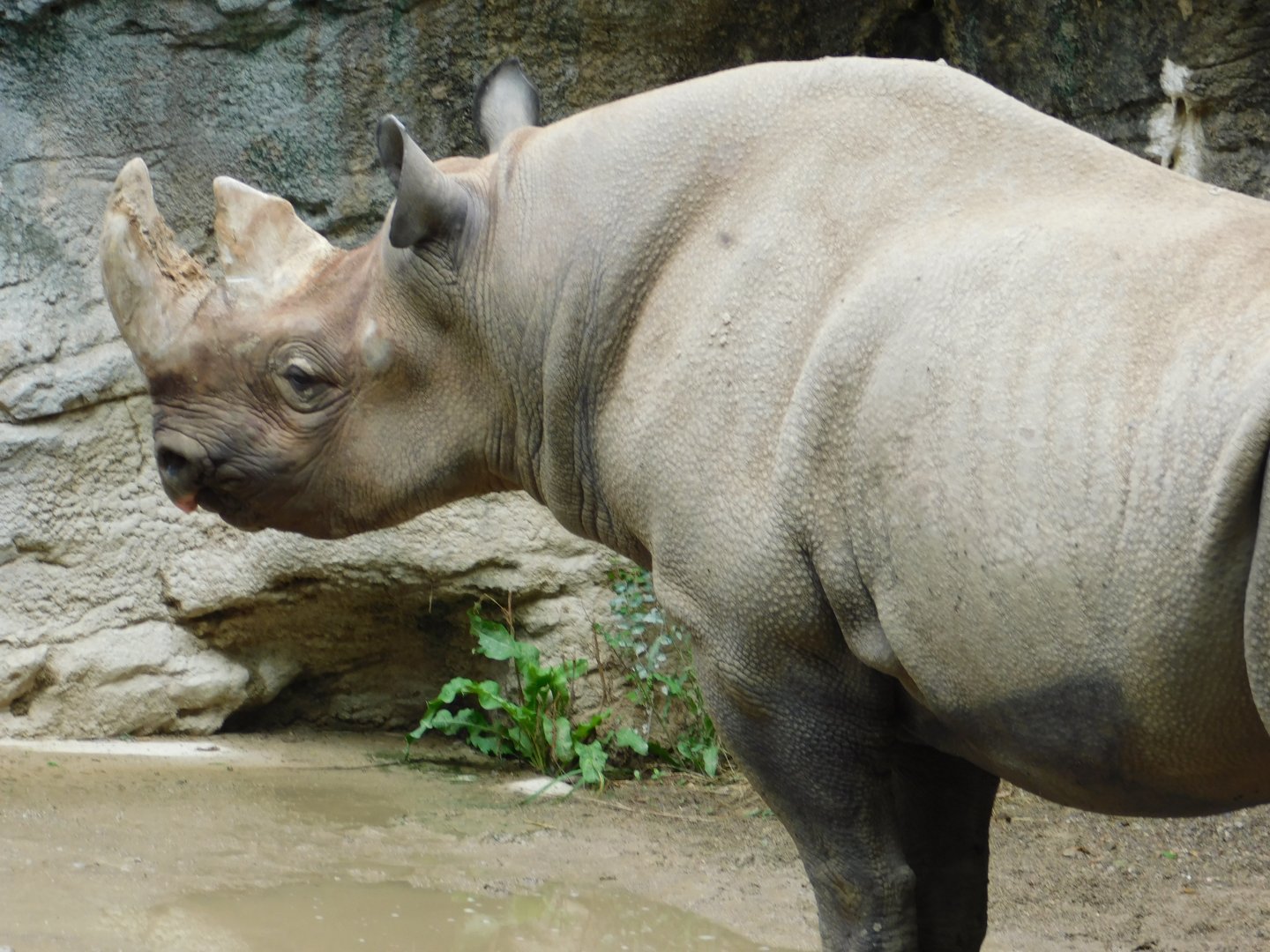 Black Rhino Kifaru