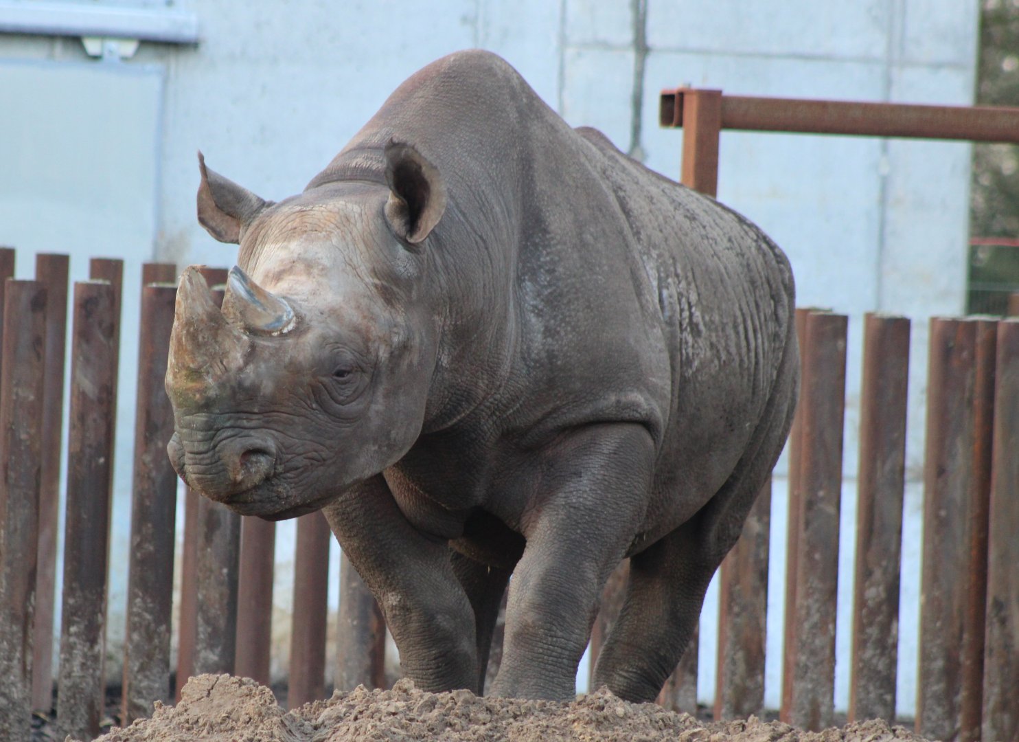 Black rhino - male