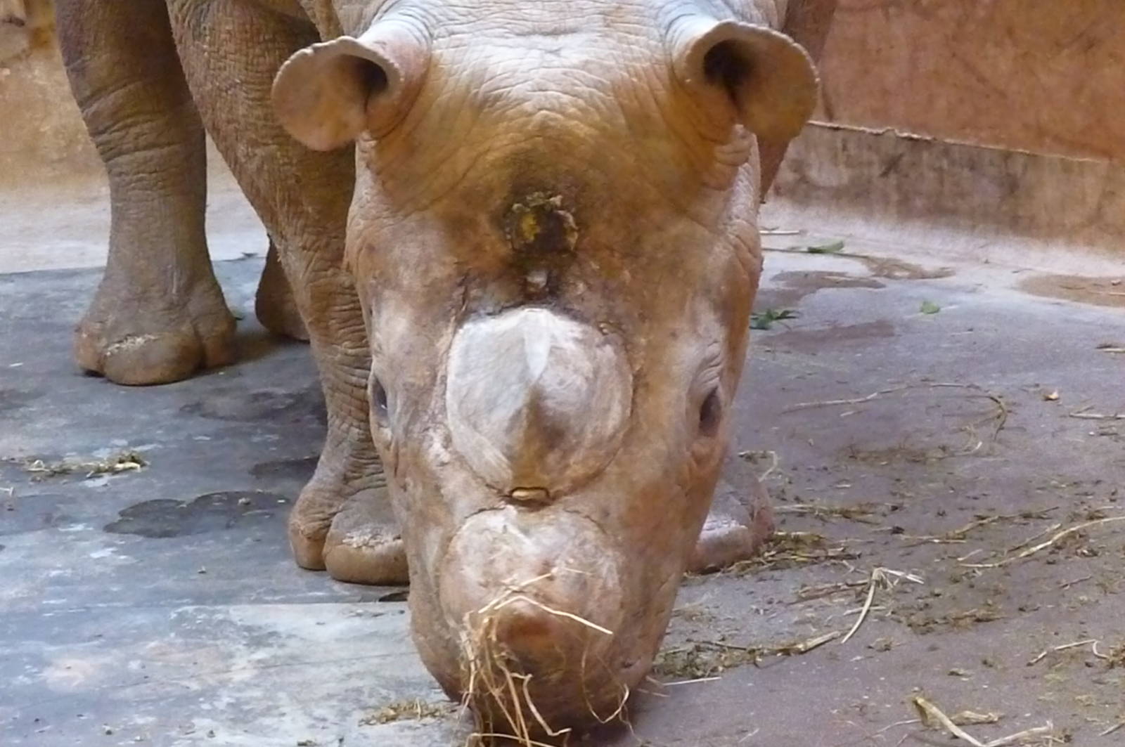 Black Rhino, Manyara. 3 April 2013
