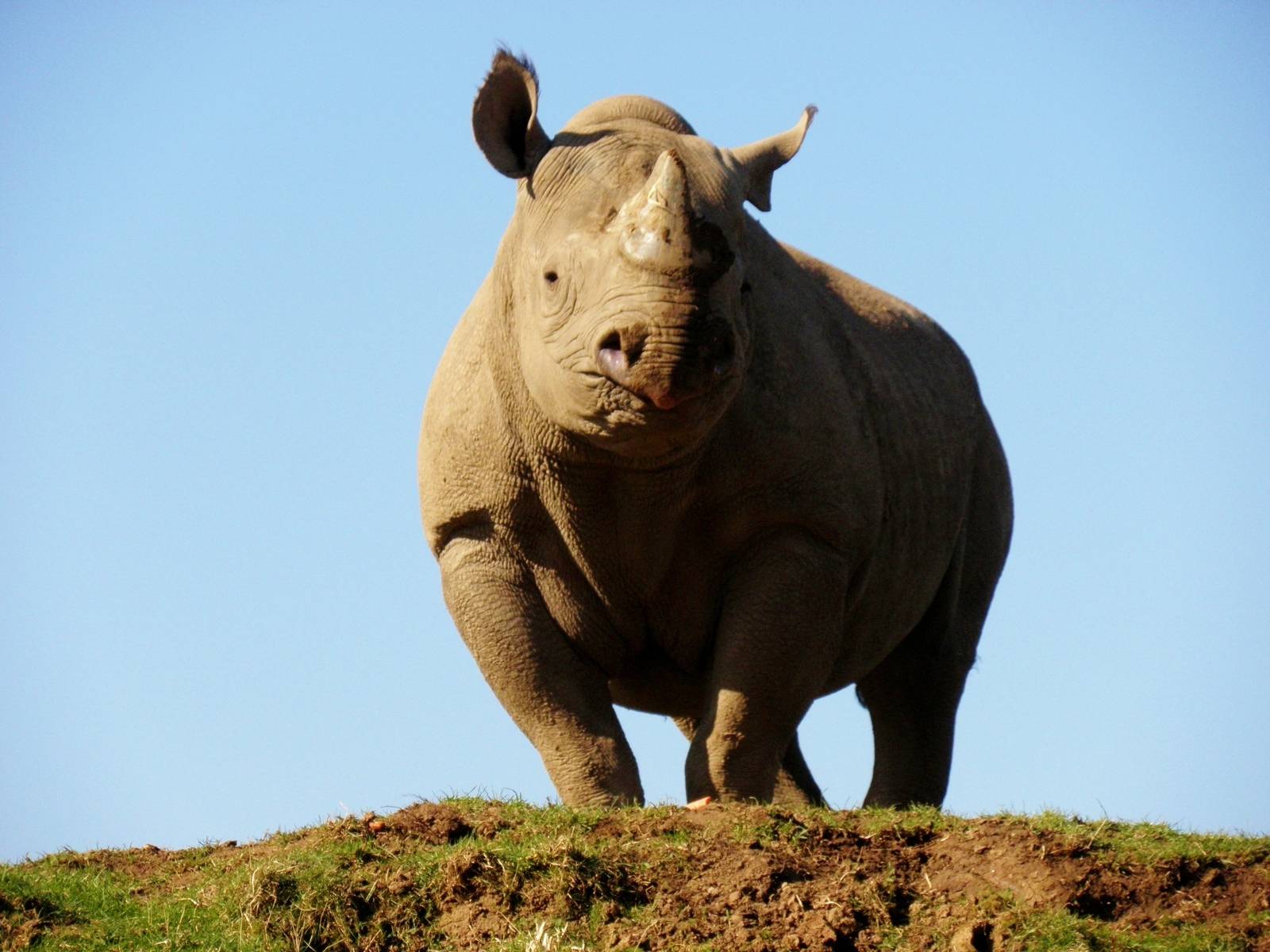 Black Rhino...Manyara