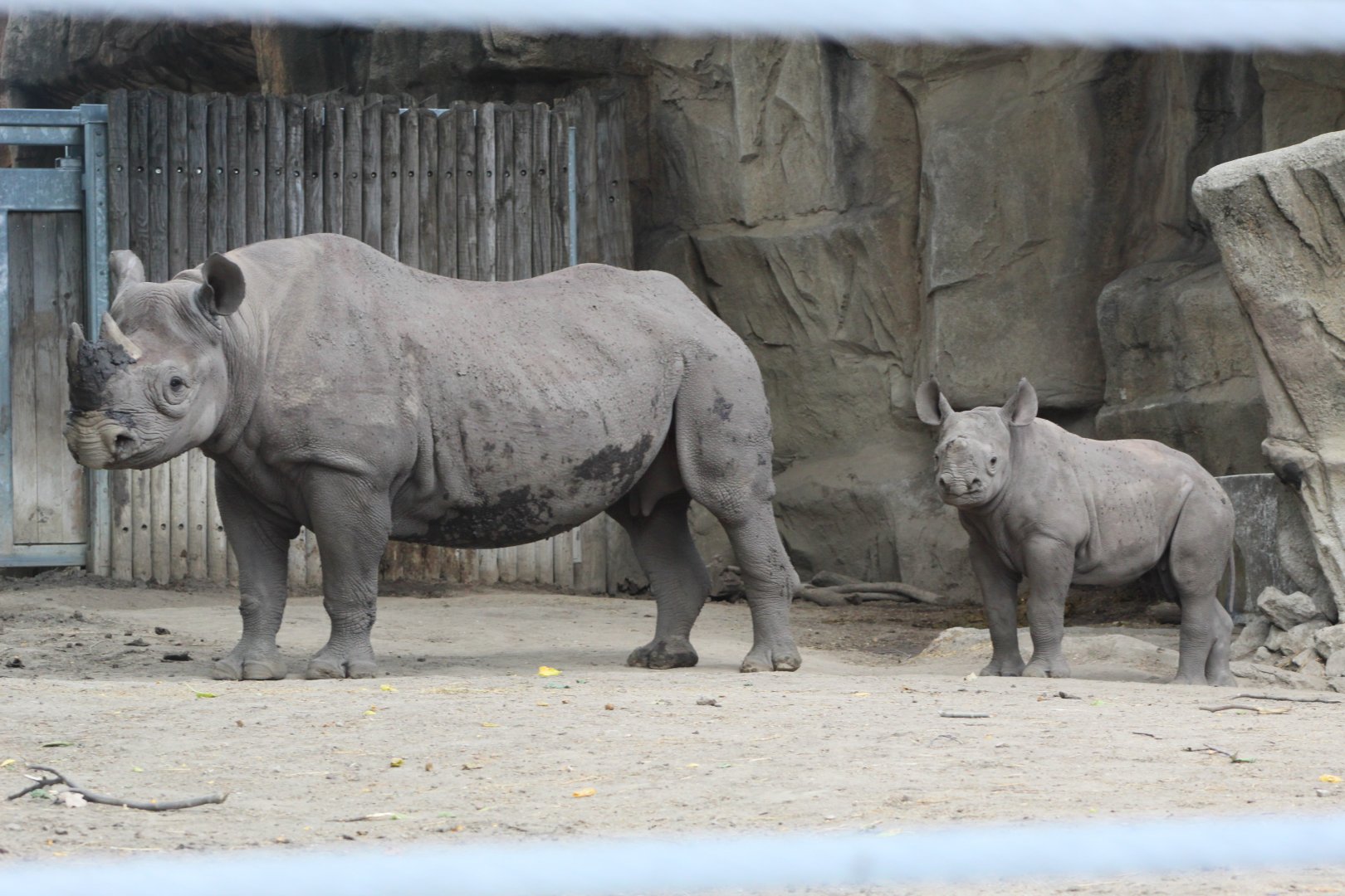 Black Rhino Mom and Calf