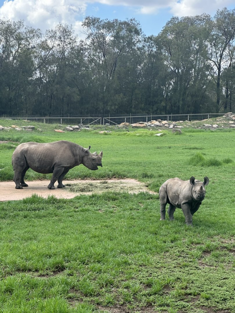 Black rhino mother and calf (2023)