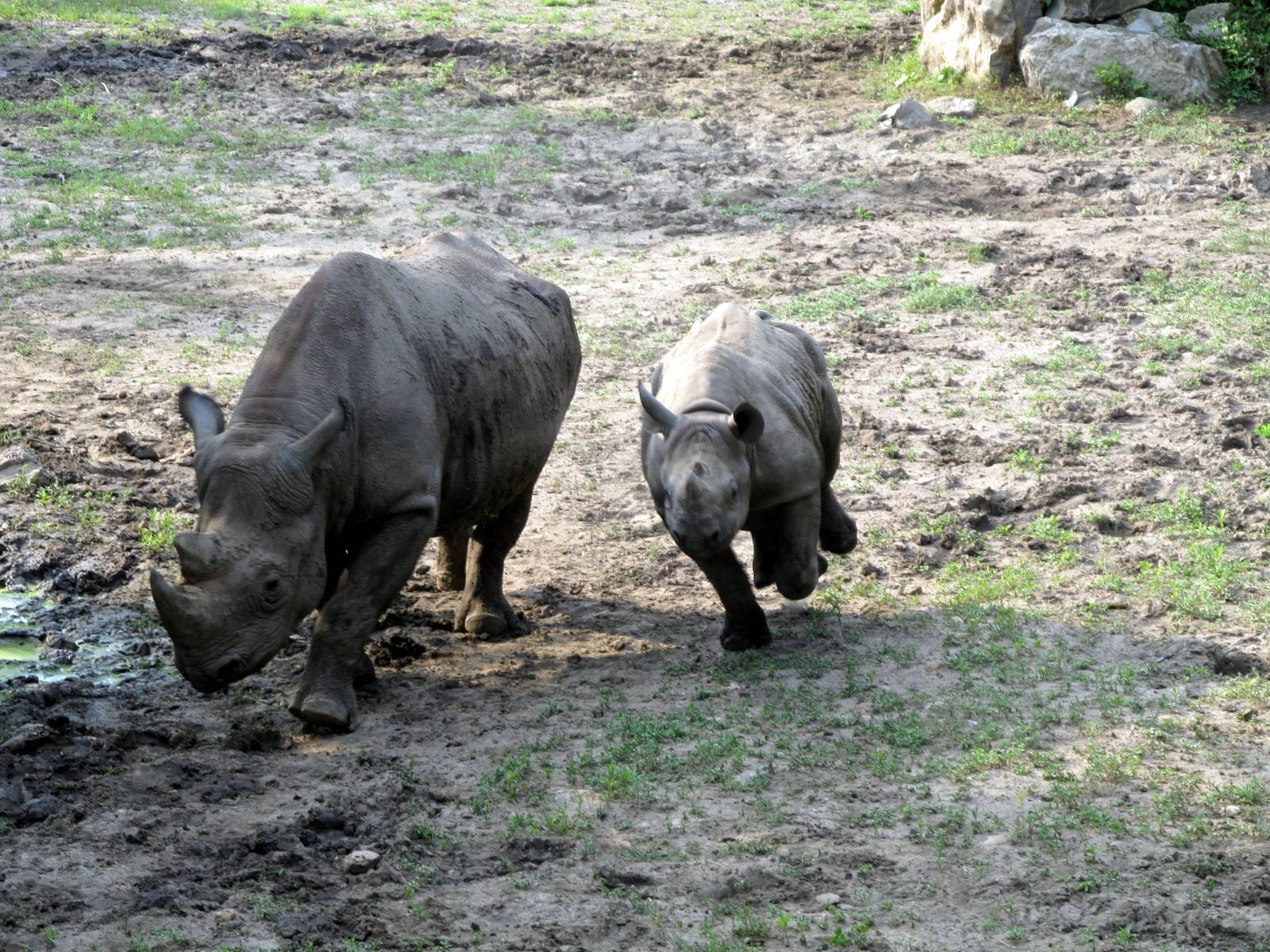 Black Rhino: Mother and Calf