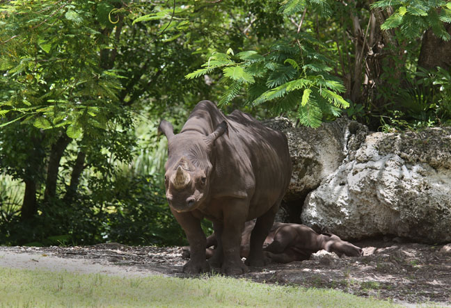 black rhino mother and calf