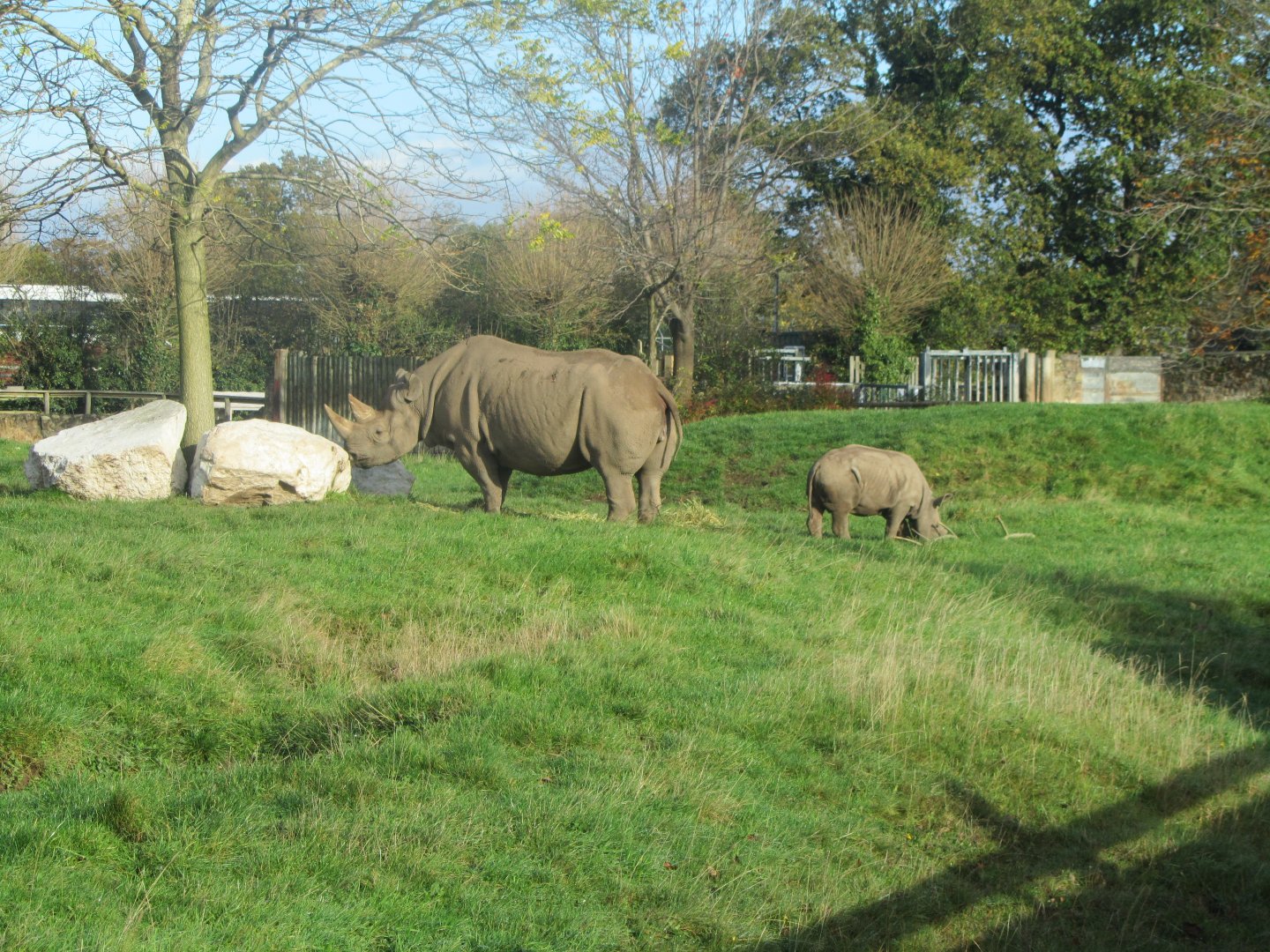 Black Rhino Mother and Calf