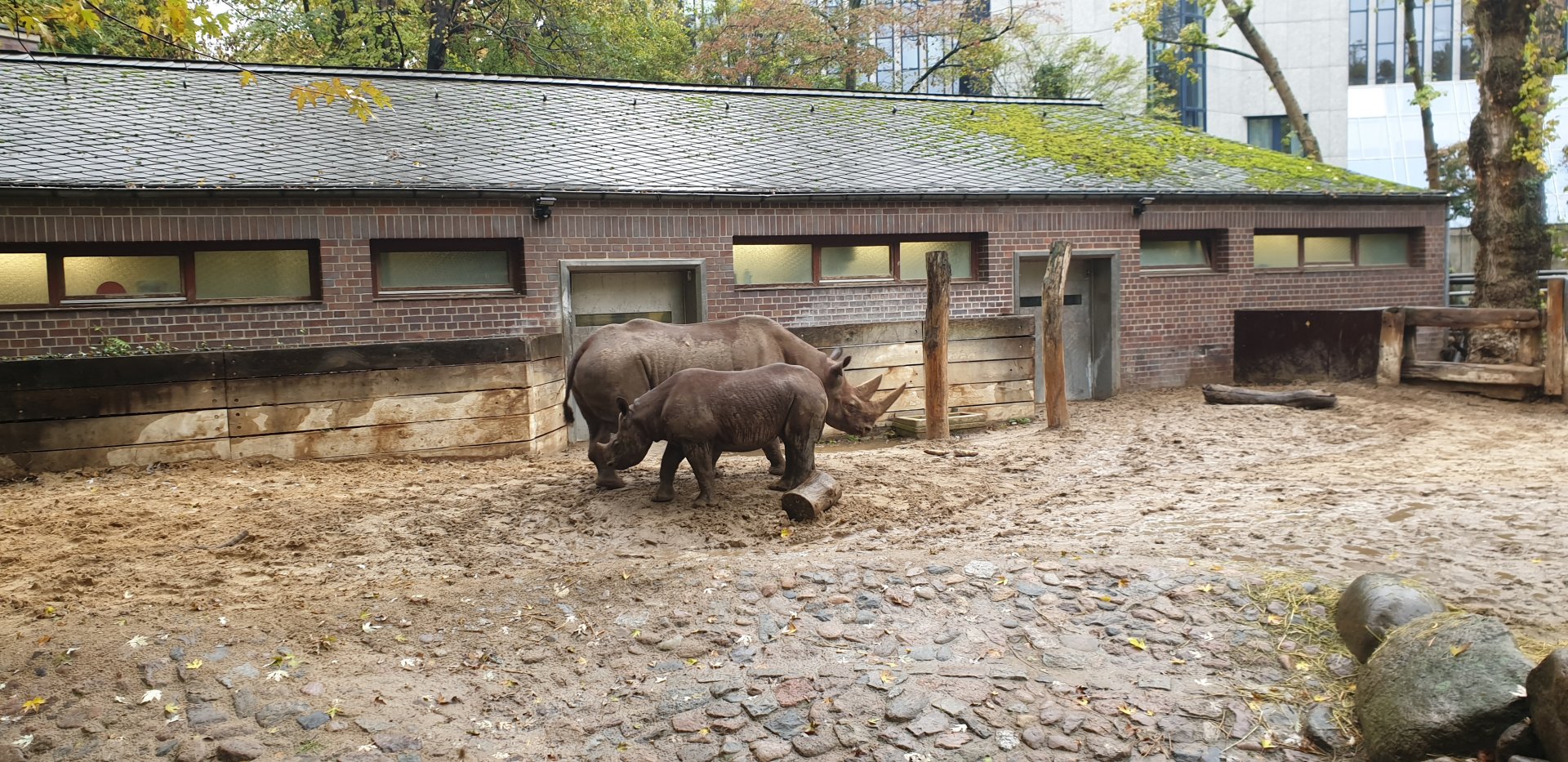 Black Rhino mother and calf