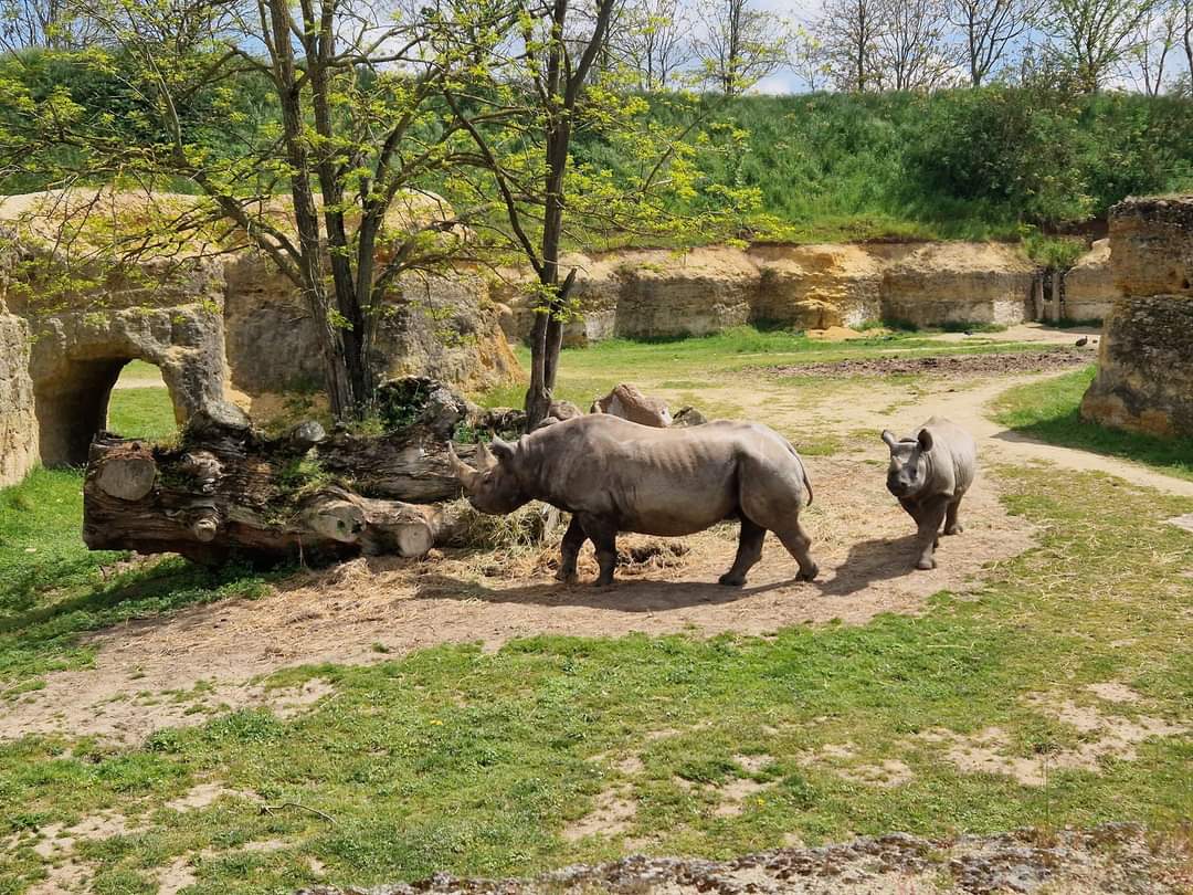 Black Rhino mother and calf