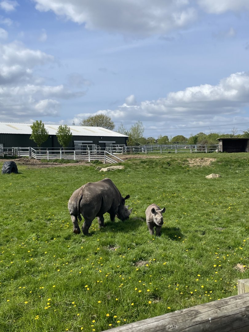 Black rhino, Mum and calf at YWP