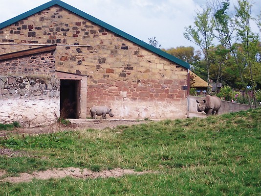 Black Rhino Mum and Calf