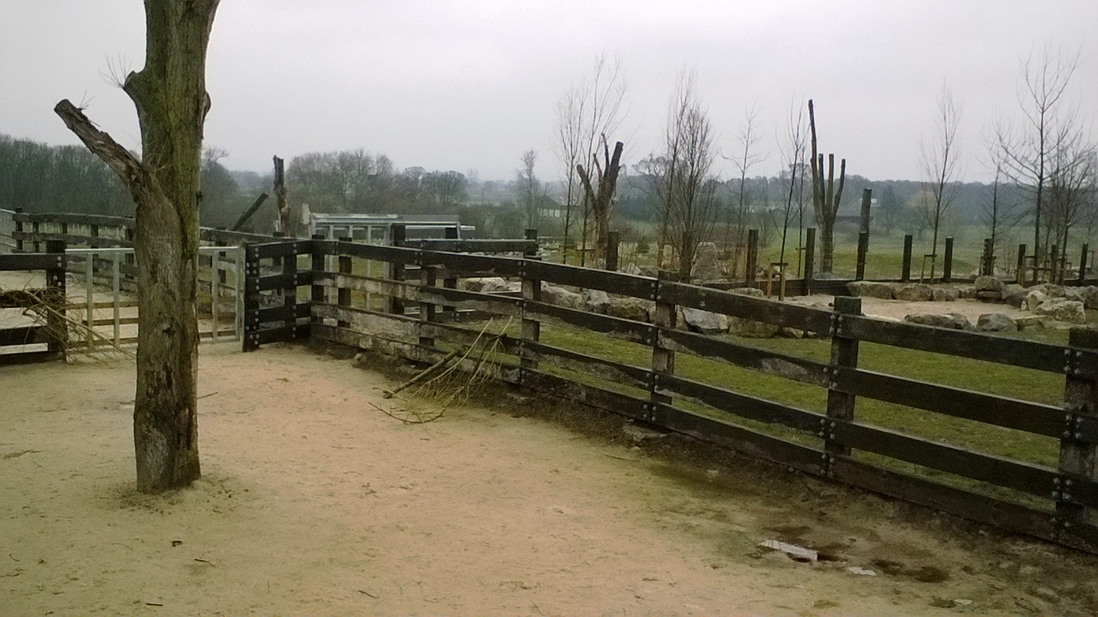 Black Rhino Outdoor Enclosure 02-Apr-16