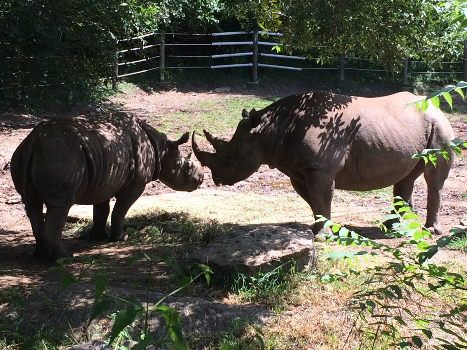 Black Rhino Overview