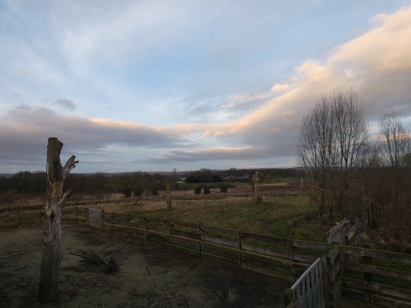 Black rhino paddock at dusk