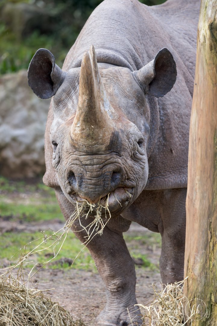 Black Rhino / Paignton / 15-3-24