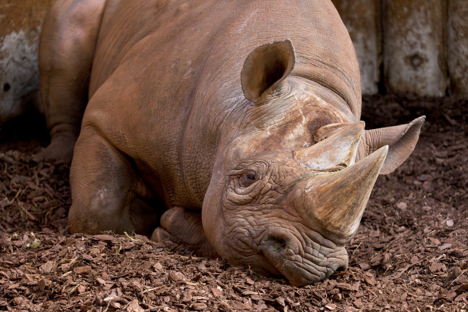 Black Rhino / Paignton / 18-3-23