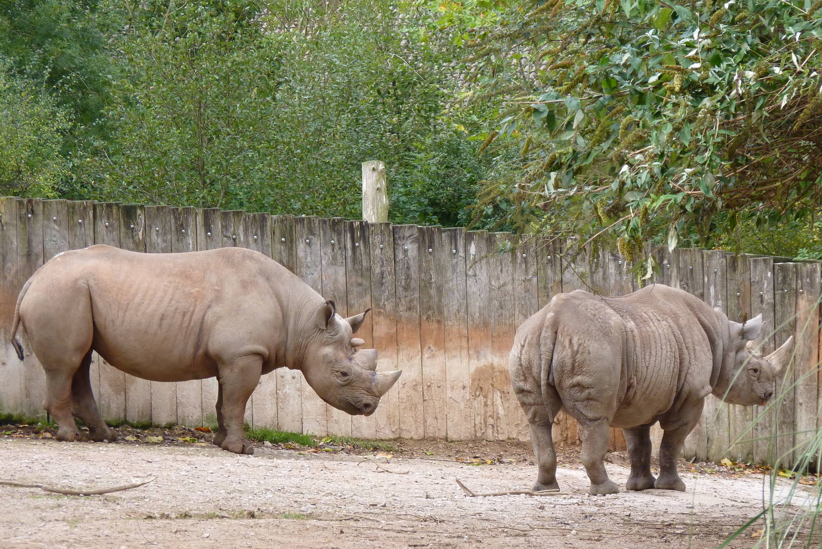 Black Rhino pair, 22 October 2014