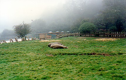 Black rhino @ Port Lympne zoo UK