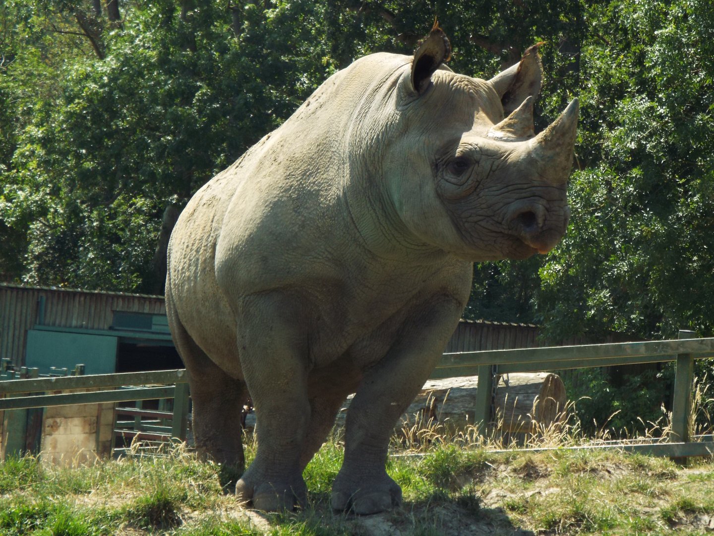 Black Rhino - Port Lympne