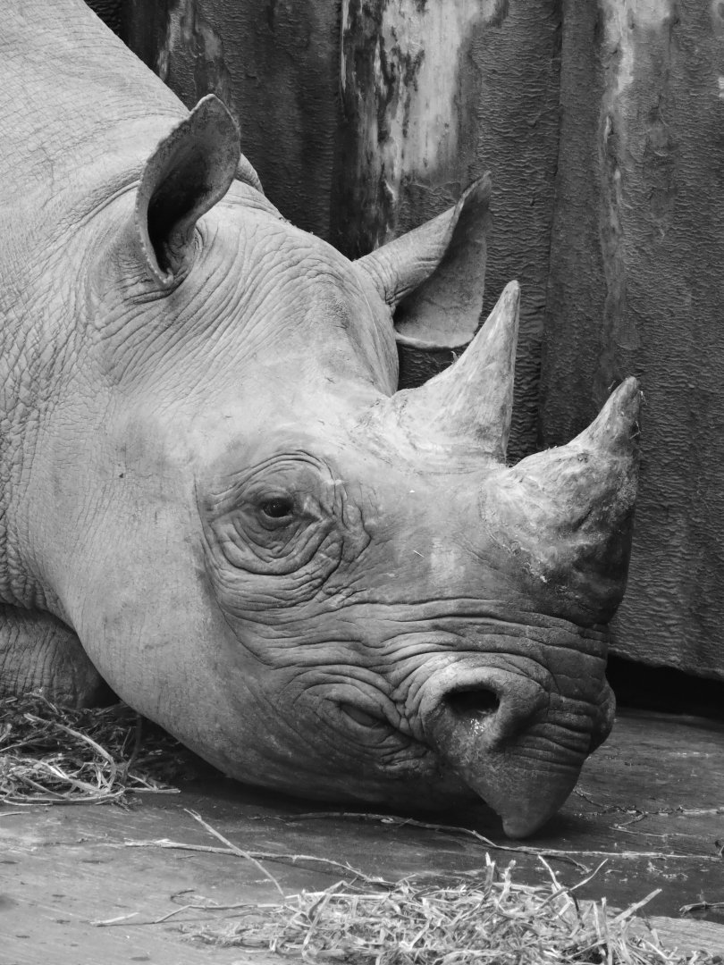 Black Rhino Portrait