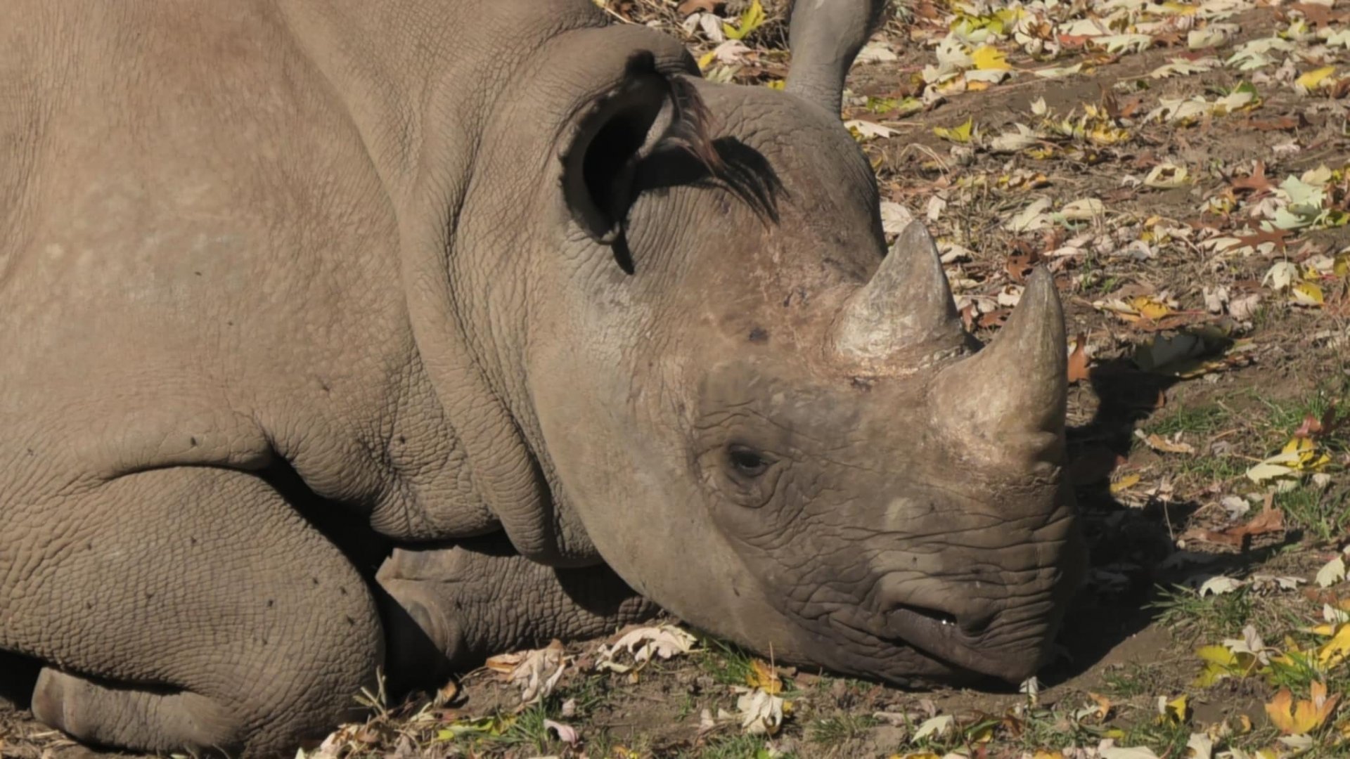Black rhino relaxing