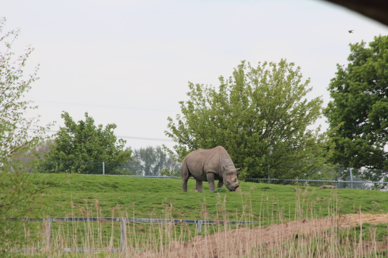 Black Rhino, Sammy in the distance