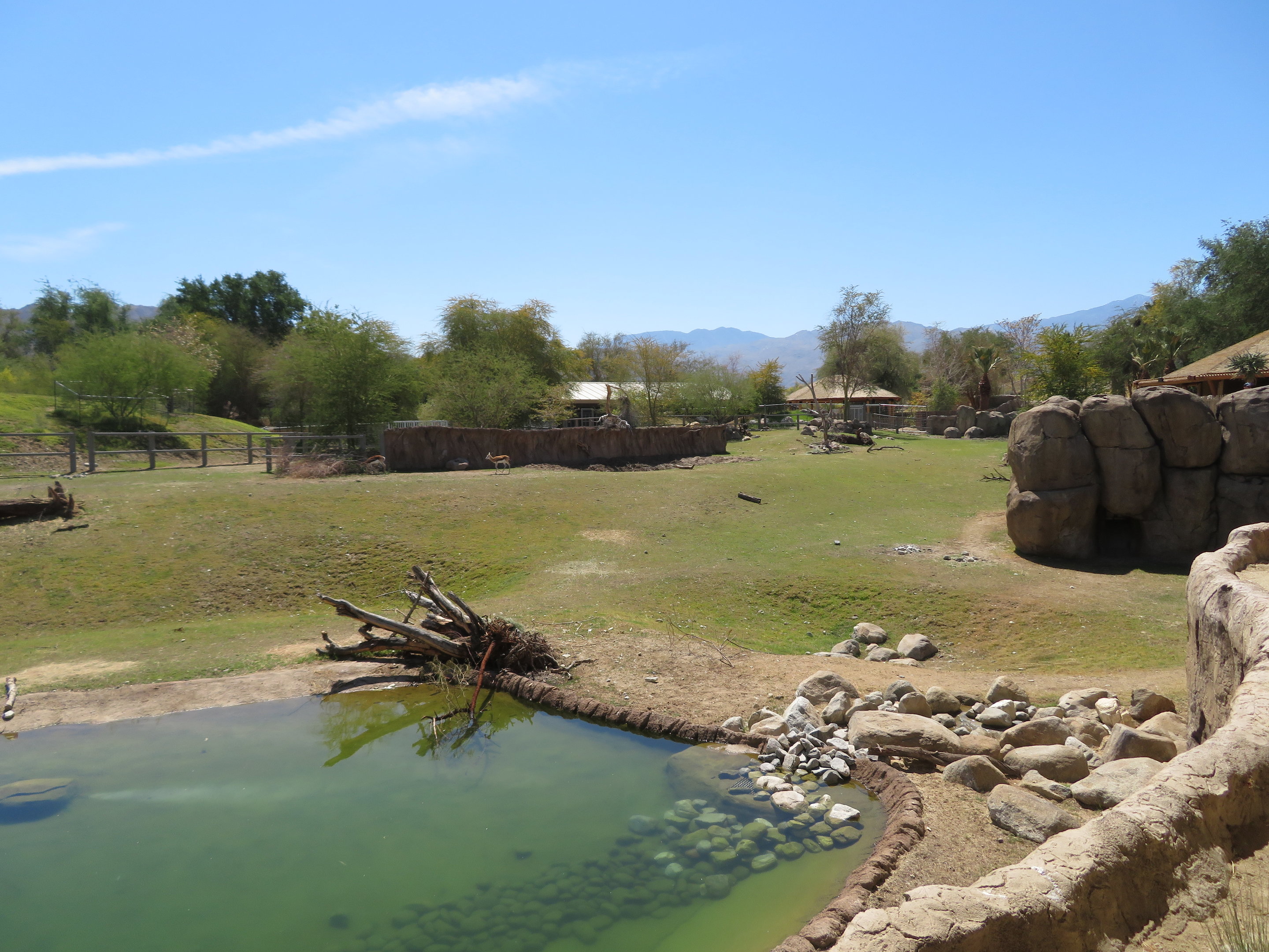 Black Rhino Savanna 1