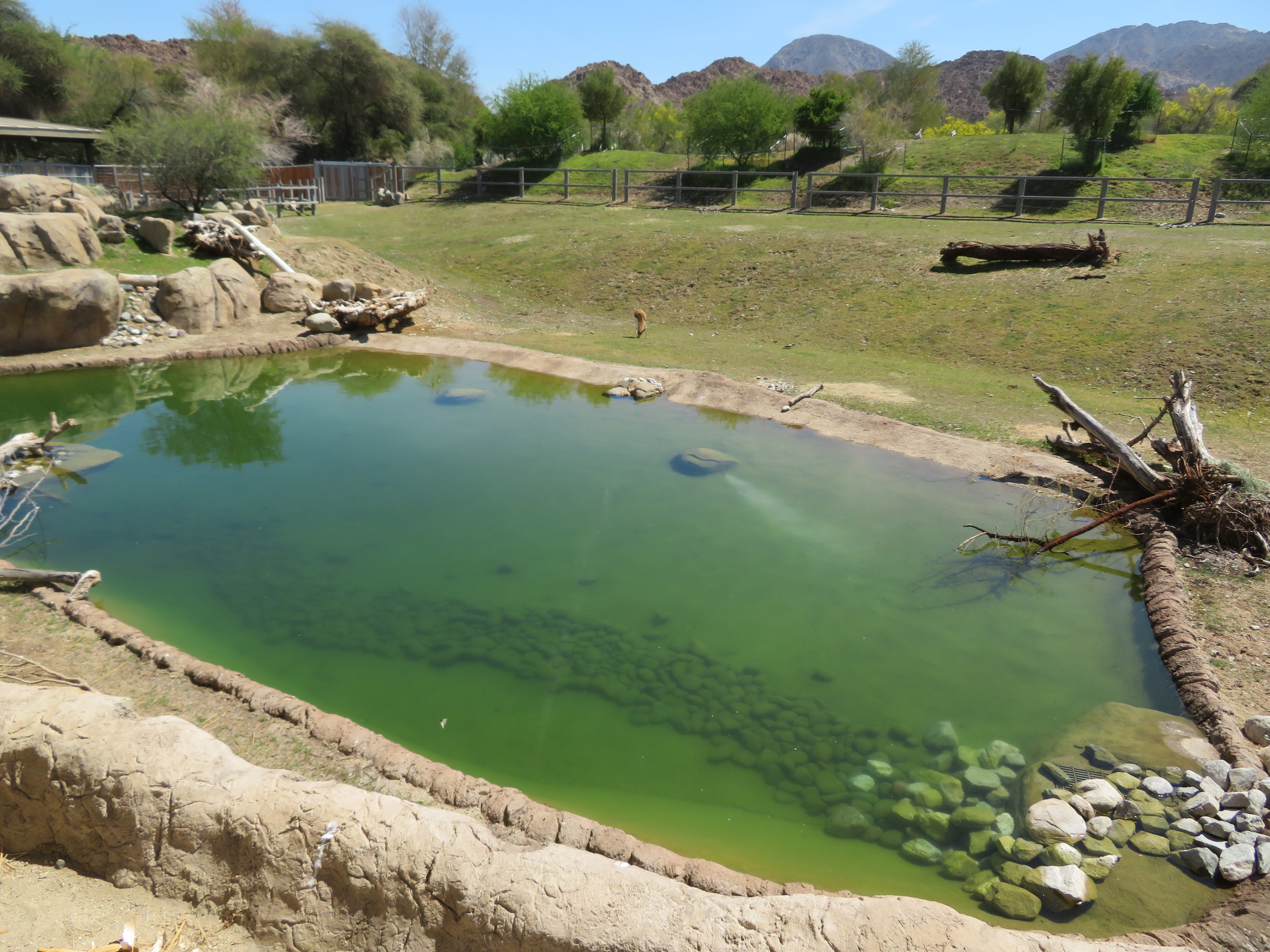 Black Rhino Savanna 1