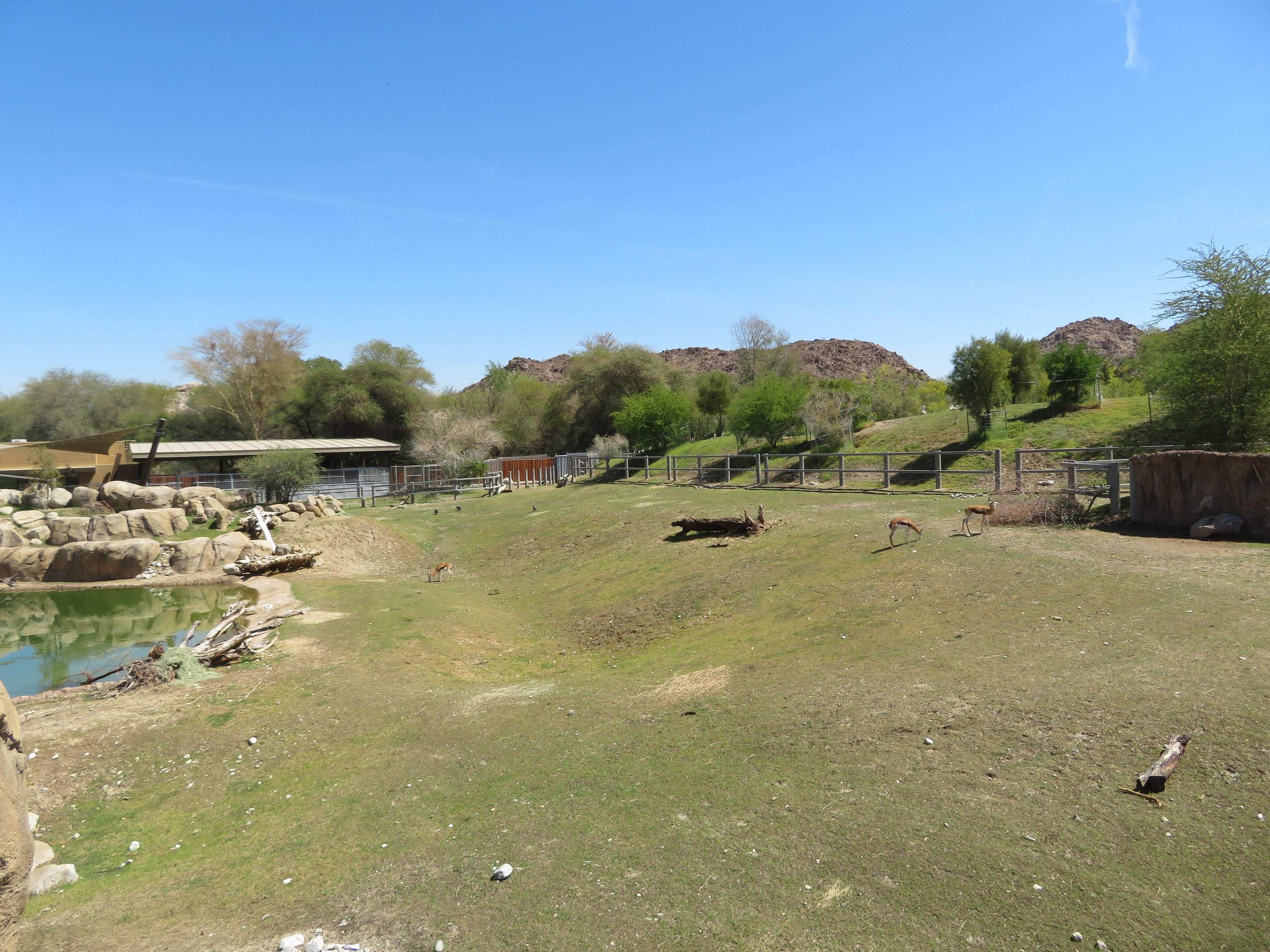 Black Rhino Savanna 1